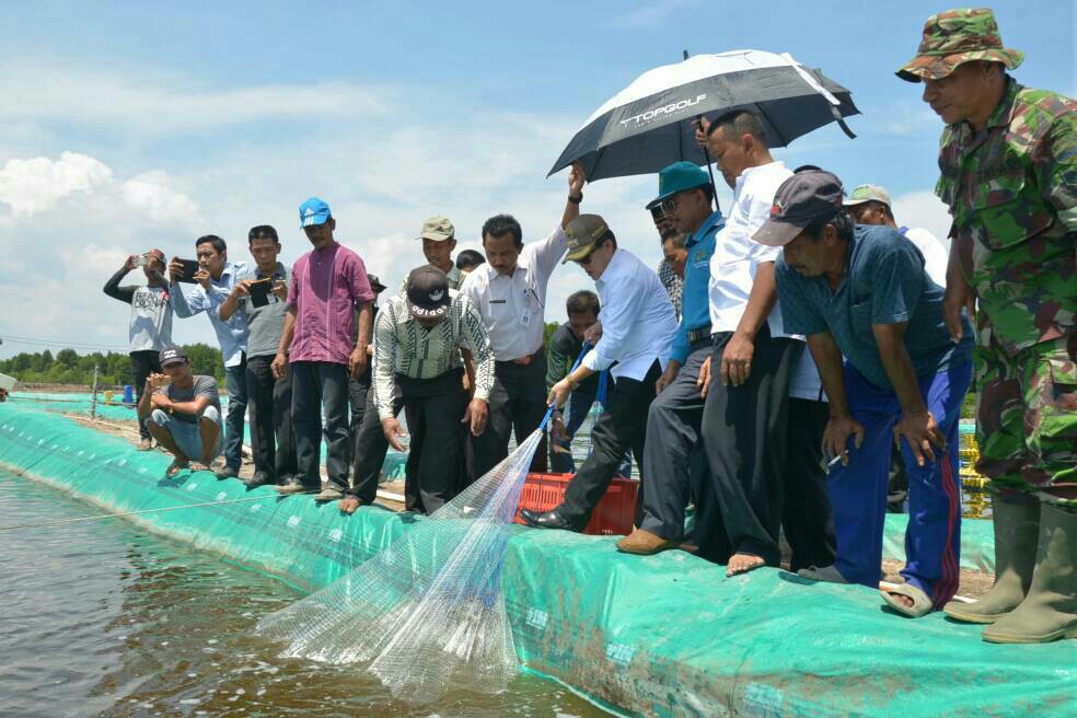 Walikota Dumai Drs. H. Zulkifli AS, M.Si memanen udang vaname di Kelurahan Geniot Kecamatan Sungai Sembilan Rabu kemarin.