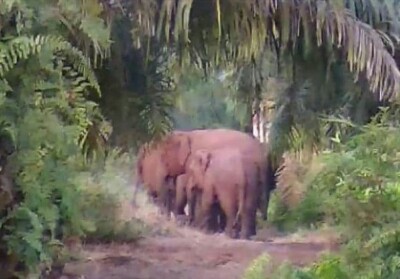 Kawanan gajah liar keluar keluar dari habitatnya dan masuk ke kawasan semak belukar yang dekat dari perkebunan warga di Tapung, Kabupaten Kampar, Riau.