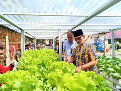 Walikota Dumai Drs H Zulkifli AS MSi meninjau budidaya tanaman Holtikultura kelompok tani Bukit Mekar di Kelurahan Bukit Datuk Kecamatan Dumai Selatan baru-baru ini.