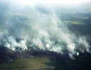 Ilustrasi: kebakaran hutan.