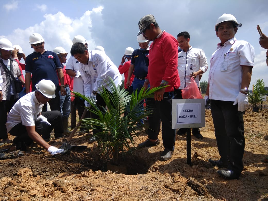 Sekda Rohul, Abdul Haris, lakukan penanaman pedana bibit kelapa sawit para program PSR di Desa Bukit Intan Makmur, Kecamatan Kunto Darussalam