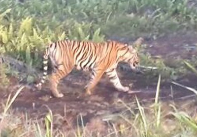 Harimau Bonita di areal perkebunan.