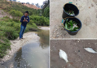 Ikan mati akibat sungai tercemar limbah perusahaan.