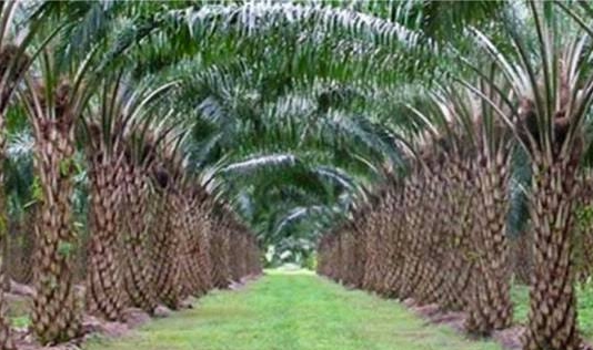 Kebun kelapa sawit.