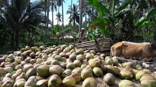 Ilustrasi petani kelapa