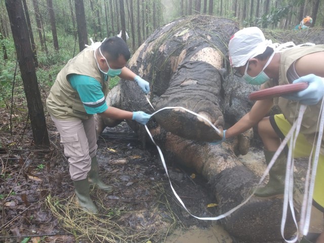 Bangkai Gajah ditemukan di lahan konsesi perusahaan diduga tewas karena diburu.