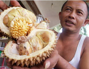 HALLORIAU : Ajaib,Warga Rohul Temukan Durian dalam Duri