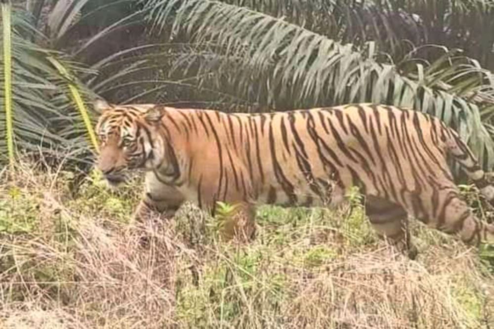 Ilustrasi warga rekam penampakan harimau Sumatera di Batang Cenaku (foto/int)