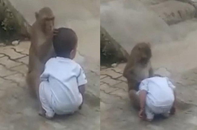 Monyet liar yang memperlakukan bocah 2 tahun seperti anak sendiri.