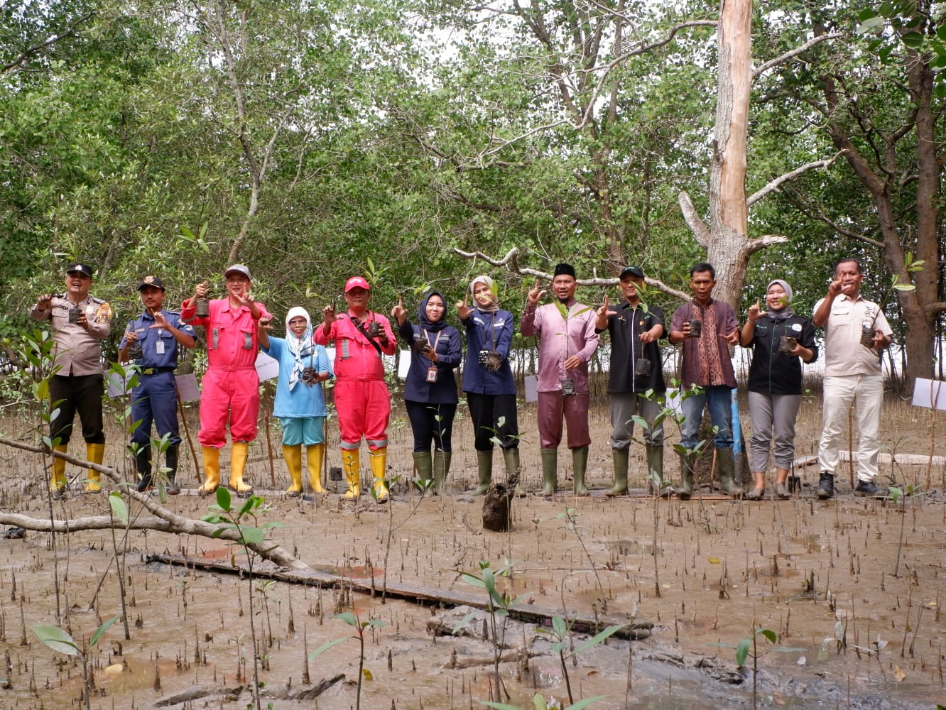 Bersama SKK Migas EMP PT Imbang Tata Alam Tanam 5 100 Mangrove Di