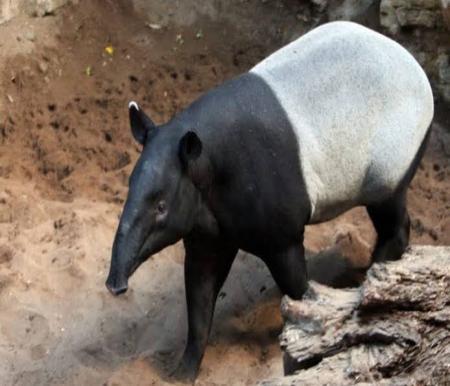 Ilustrasi tapir besar masuk permukiman penduduk di Pekanbaru (foto/int)