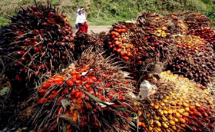 Harga CPO Melemah Jelang Akhir Moratorium Pembukaan Lahan Sawit 