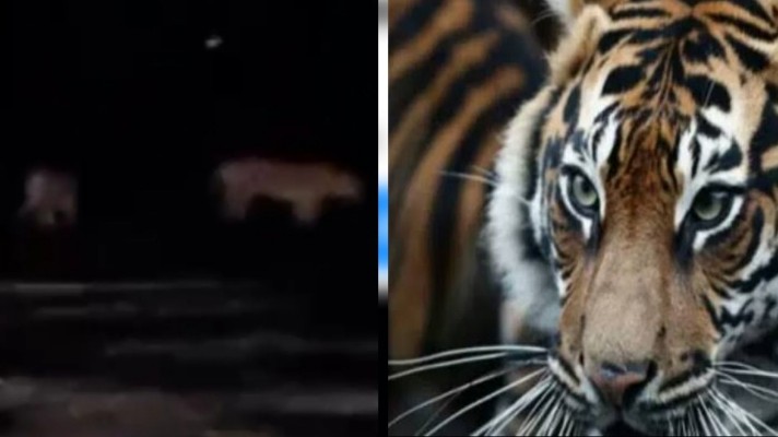 Video empat ekor harimau melintasi jalan tanah di Pelalawan viral (foto/int)