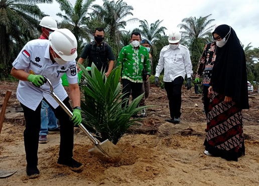 ilustrasi penanaman sawit oleh Gubernur Riau Syamsuar