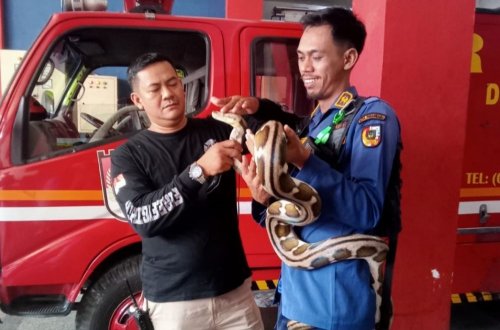 Damkar Pekanbaru evakuasi 214 ular dalam empat bulan (foto/int)
