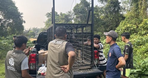 BBKSDA Riau pasang perangkap untuk beruang yang masuk pemukiman di Kuntu, Kampar.(foto: mcr)