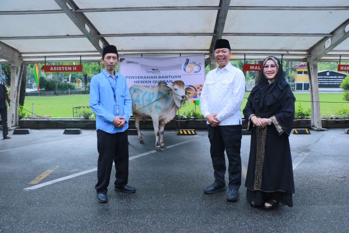 Sekda Indra Pomi menerima bantuan sapi kurban dari Taspen (foto/int)