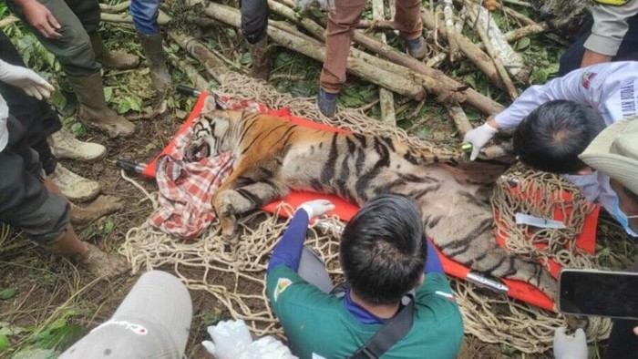 BKSDA Sumbar evakuasi harimau betina yang masuk kandang jebak (foto/detik)