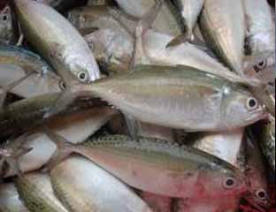 Pasokan Sedikit Harga Ikan Laut Di Inhil Melambung