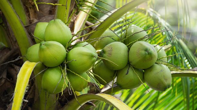 Kelapa. (Ist)