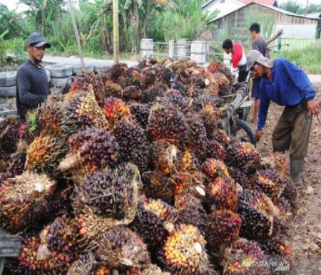 Ilustrasi harga sawit naik tipis (foto/int)