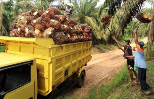 Ilustrasi harga TBS sawit mitra swadaya Riau menguat (foto/int)