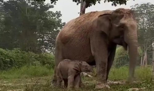 Momen bahagia di TNTN, gajah binaan Lisa kembali melahirkan anak jantan (foto/int)