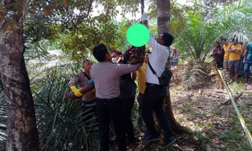 Tim Polsek Pucuk Rantau mengevakuasi jasad korban yang tergantung di pohon durian.(foto: ultra/halloriau.com)