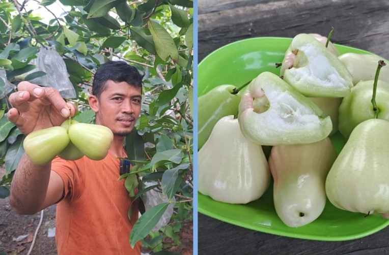 Herba Ali sukses bertani jambu madu deli hijau di Jalan Hangtuah-Jalan Bata Rejosari, Kecamatan Tenayan Raya (foto/riki)