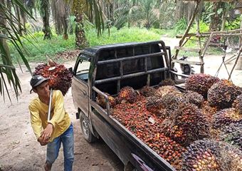 Ilustrasi harga sawit di Provinsi Riau turun (foto/int)