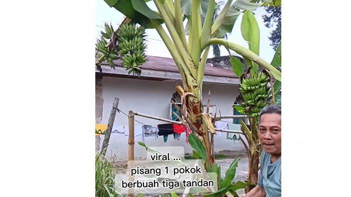 Pohon pisang unik bertandan tiga tumbuh di Kampar (foto/int)