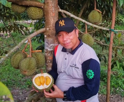 Yusuf Siregar panen durian black thorn di kebunnya di Riau (foto/ist)