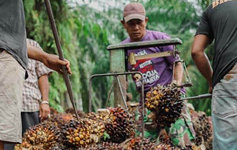 Ilustrasi harga TBS mitra swadaya Riau naik (foto/int)