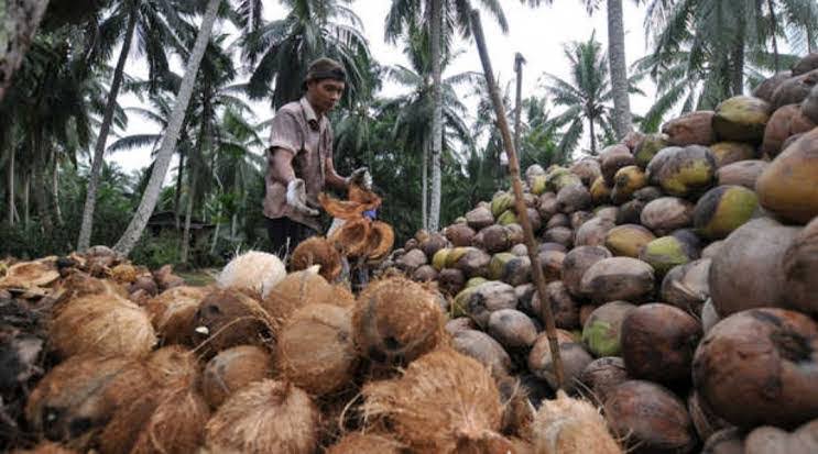 Ilustrasi harga kelapa butiran di Riau masih stabil (foto/int)