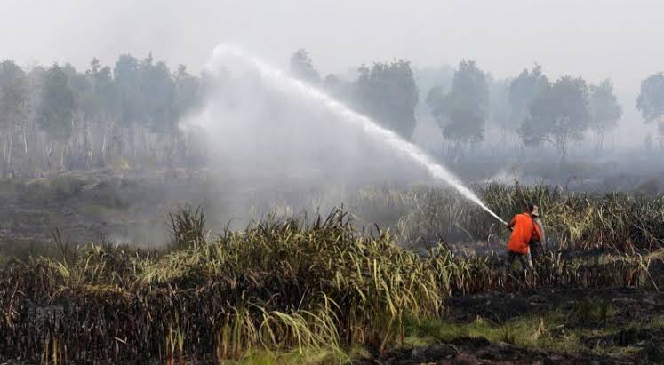 Bpbd Riau Ada Hektar Lahan Terbakar Sejak Januari