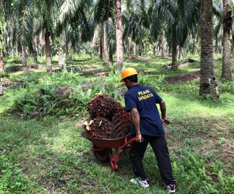 Indonesia memberi fokus yang lebih besar meningkatkan produktivitas minyak sawit dengan meminimalisir kebutuhan ekstensifikasi lahan pertanian 