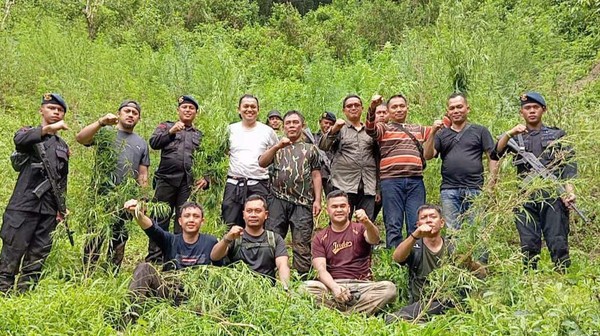 Ganja seluas lima hektare di Pengunungan Tor Sihite, Madina dimusnahkan (foto/int)