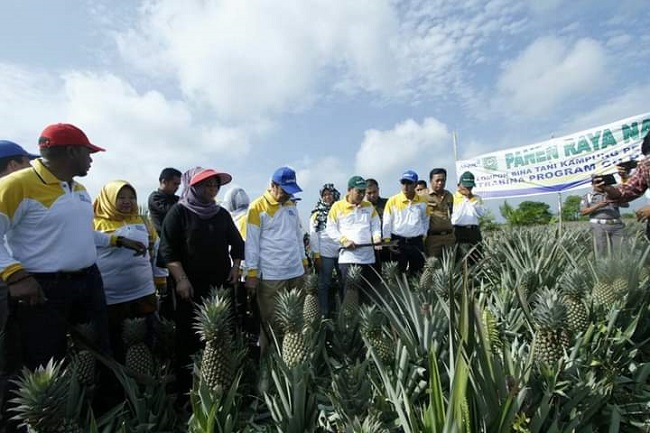 Program OVOC budidaya nanas oleh CD RAPP. 