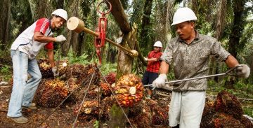 Ilustrasi harga tandan buah segar kelapa sawit di Provinsi Riau naik (foto/int)