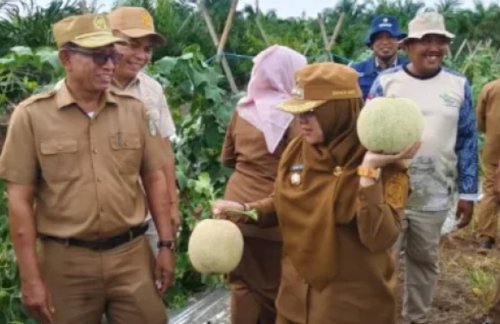 Bupati Siak, Afni panen buah melon hasil tanam petani Dayun.(foto: rri.co.id)