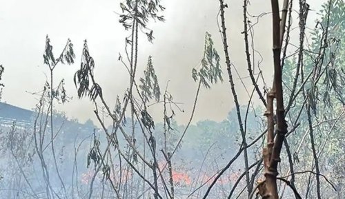 Lahan di Jalan Naga Sakti Pekanbaru dilalap api (foto/tribunpku)
