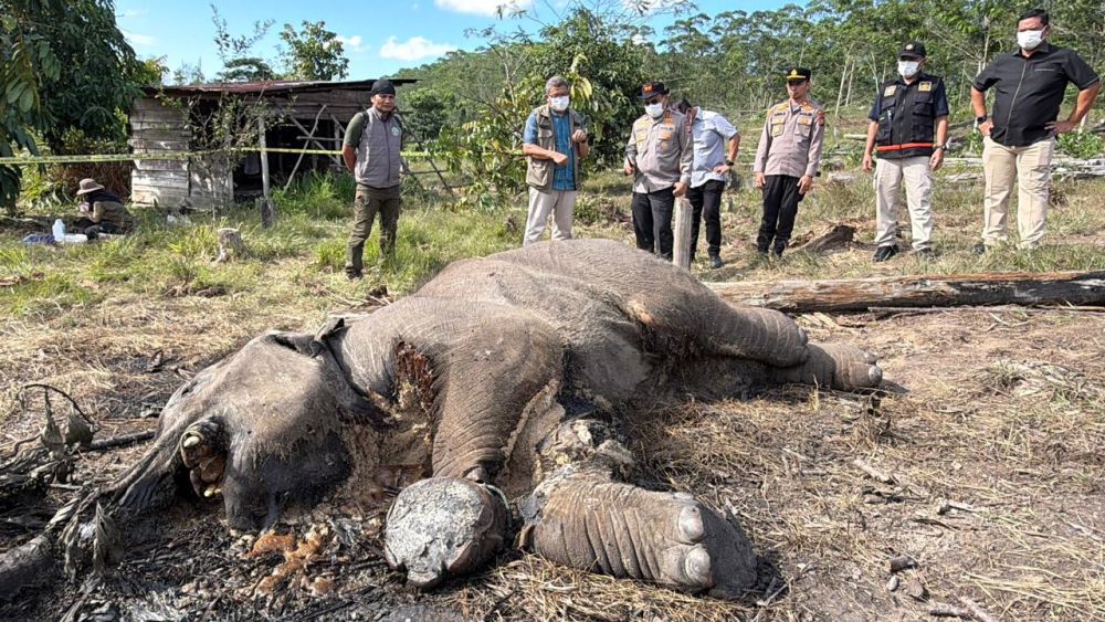 Anak gajah tewas terjerat di Taman Nasional Tesso Nilo, Polda Riau tetapkan pemilik lahan jadi tersangka (foto/ist)
