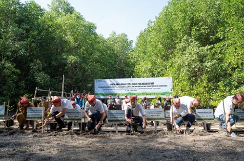 Yayasan AHM tanam puluhan ribu mangrove di Teluk Pangpang.(foto: istimewa)