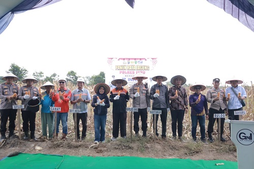 Kegiatan panen raya jagung di Inhu.(foto: andri/halloriau.com)