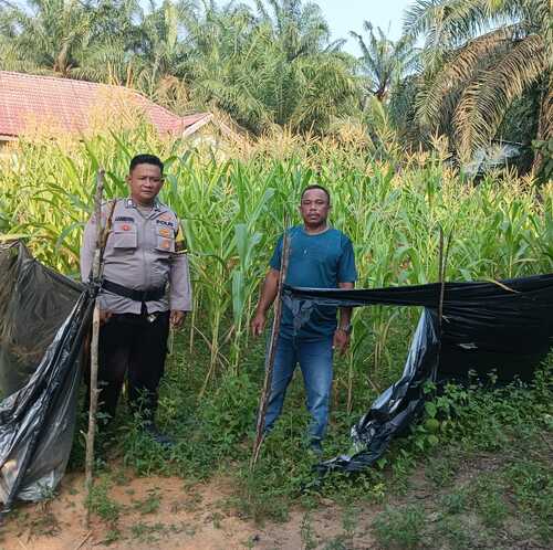 Personil Polsek Simpang Kanan melakukan pemantauan tanaman jagung di Kota Parit. (Foto: Afrizal)