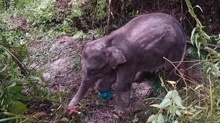Anak gajah mati di Pelalawan (foto/int)
