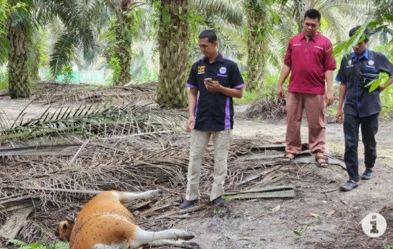 Seekor sapi Bali mati mendadak di Siak diduga terpapar penyakit Jembrana (foto/Antarariau)