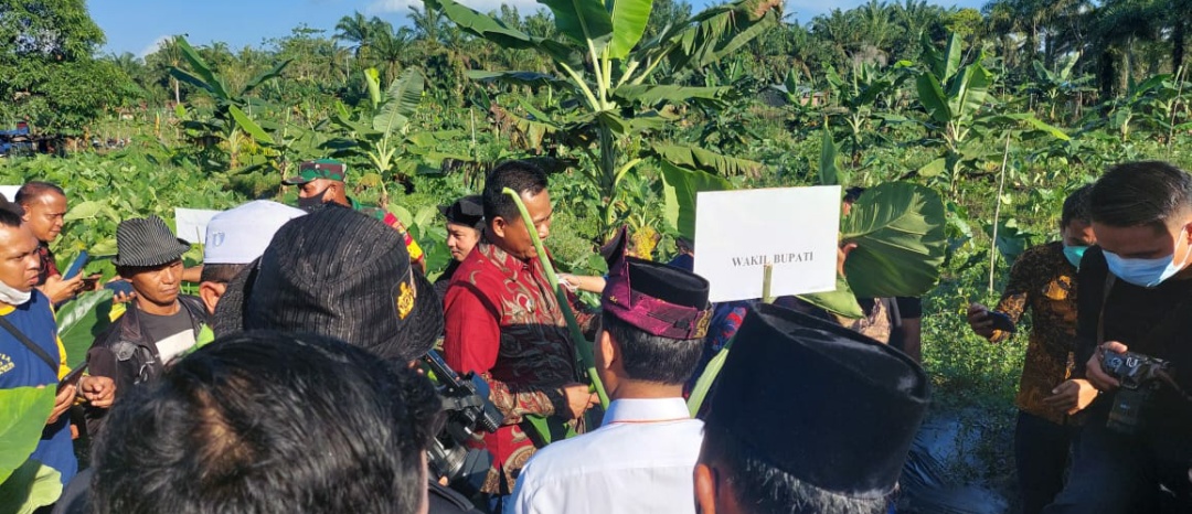 Wabup Rohil Panen Perdana Daun Talas Beneng di Manggala Sakti. 