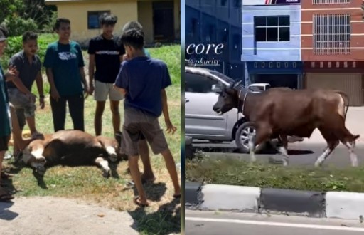 Sapi di Masjid Paripurna Al Mukminin, Jalan Kutilang Sakti kabur (foto/int)