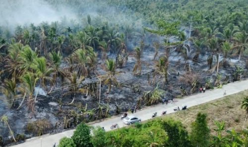 Kebun kelapa di Inhil terbakar.(foto: mcr)